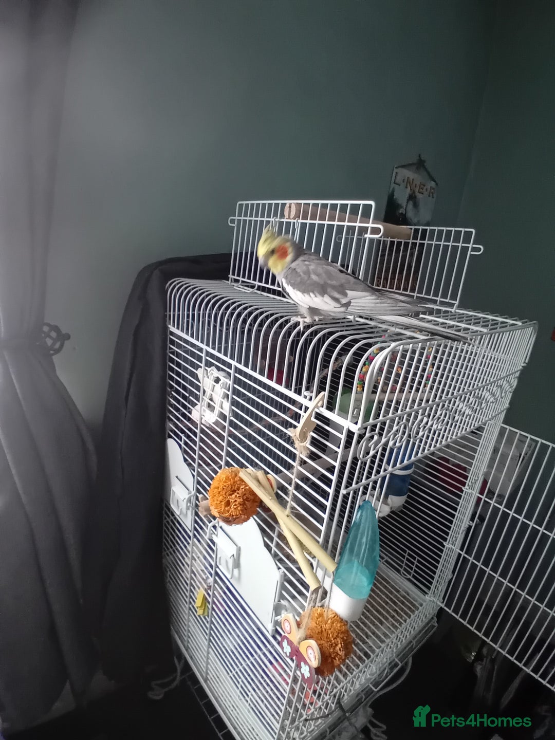 Cockatiels birds for sale: Pair of cockatiels with cage - Image 4