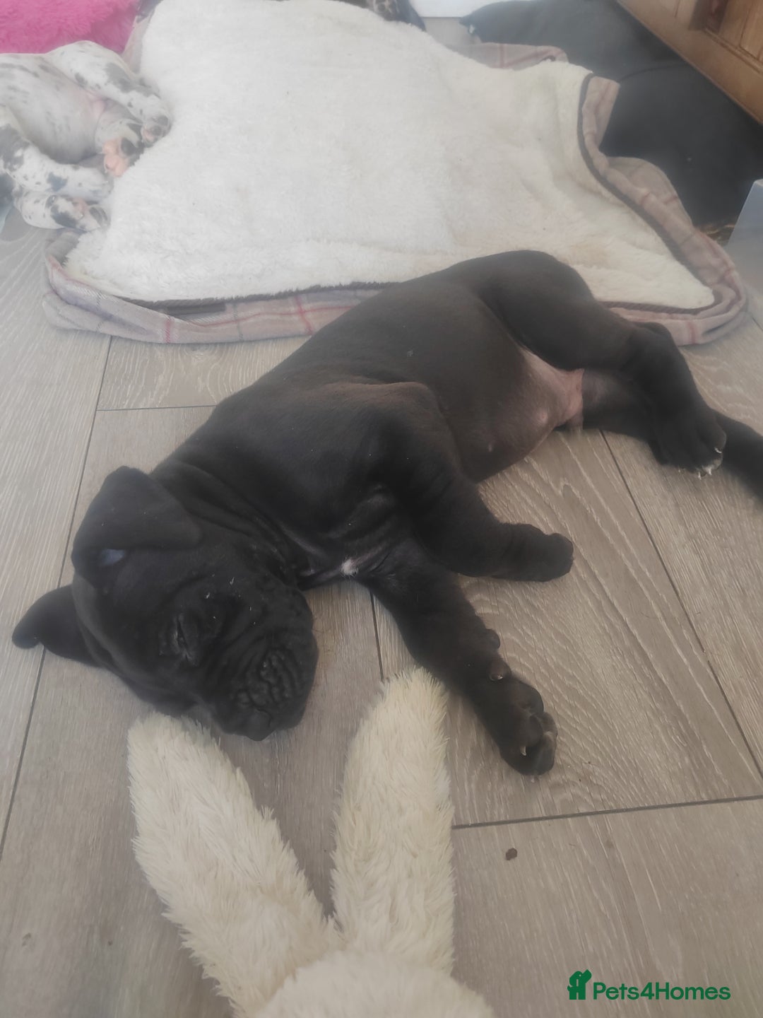 Great Dane dogs for sale: Beautiful KC registered Great Dane Puppies  - Image 29