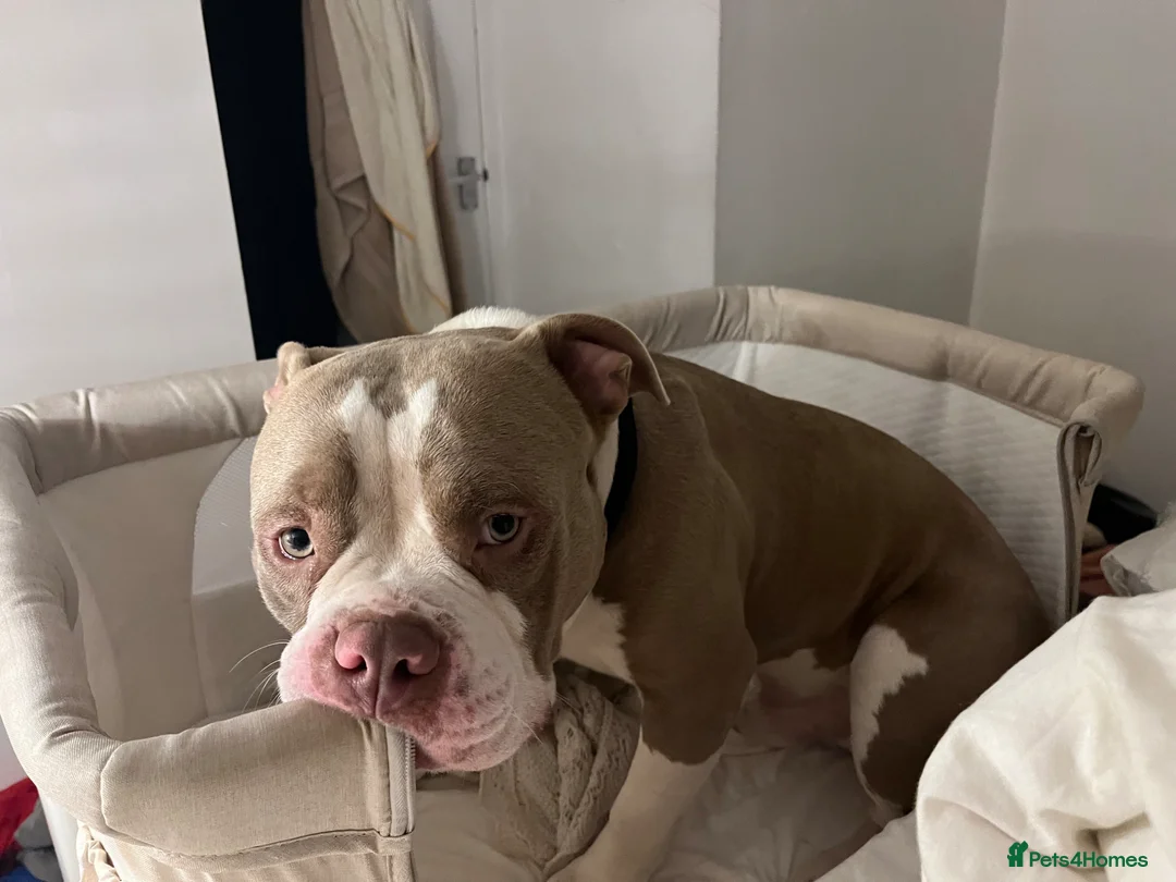 American Bully dogs for sale: Nigel the pocket bully - Advert 2