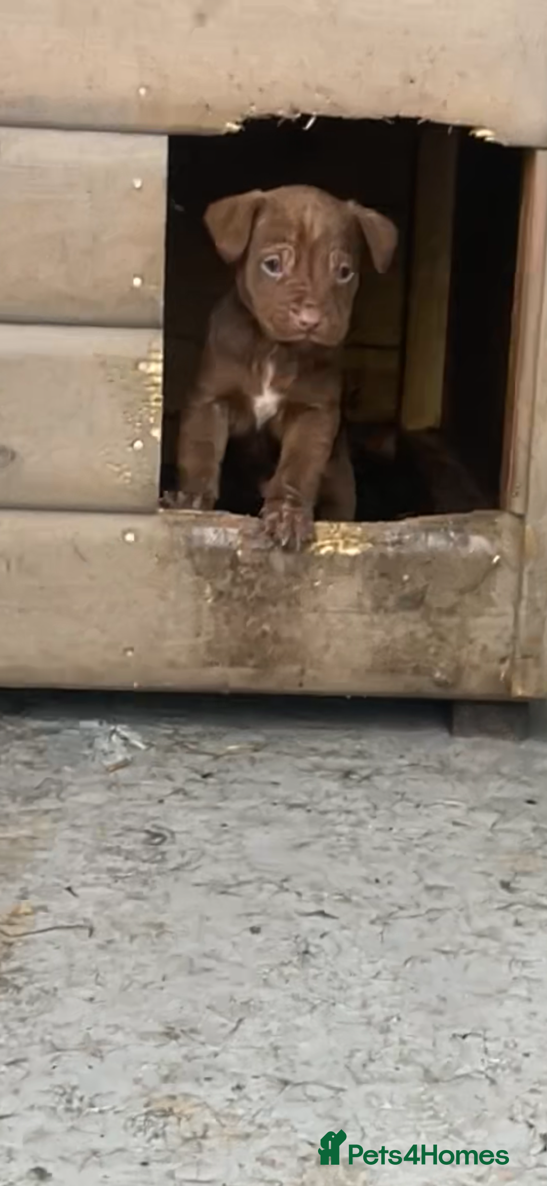 Patterdale Terrier dogs for sale: Patterdale terrier pups  - Advert 4