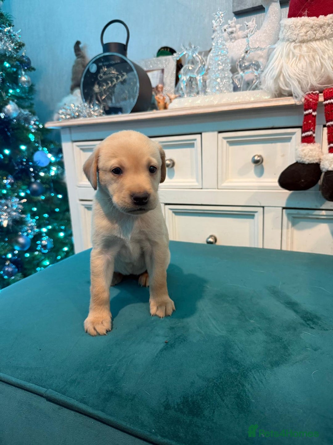 Labrador Retriever dogs for sale: KC Registered Labrador Retriever Puppies  - Advert 8