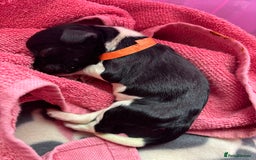 English Springer Spaniel dogs for sale: Gorgeous marked English Springer Spaniel pups  - Image 8