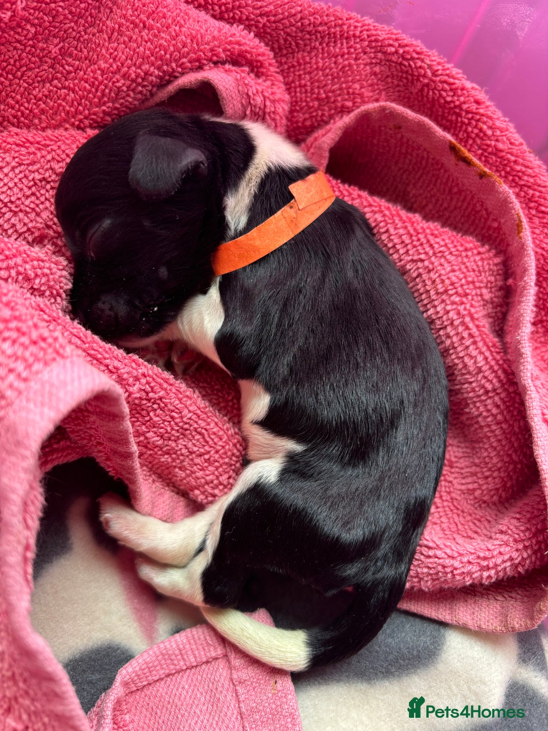 English Springer Spaniel dogs for sale: Gorgeous marked English Springer Spaniel pups  - Image 8