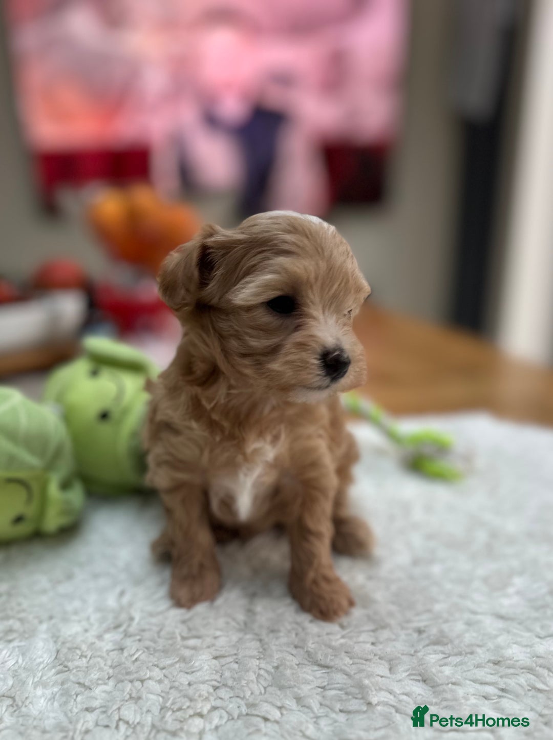 Maltipoo dogs for sale: F1 Mini Maltipoo - Advert 6
