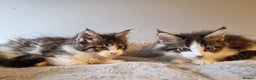 Maine Coon cats for sale: Beautiful Maine Coon kittens  - Advert 10