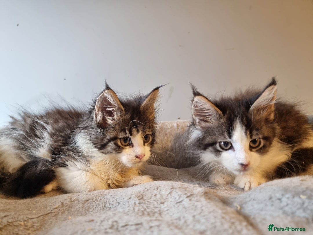 Maine Coon cats for sale: Beautiful Maine Coon kittens  - Advert 10