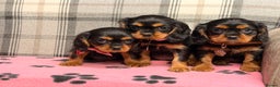 Cavalier King Charles Spaniel dogs for sale: 🐶 Beautiful Cavalier King Charles  Puppies 🐶 - Advert 2