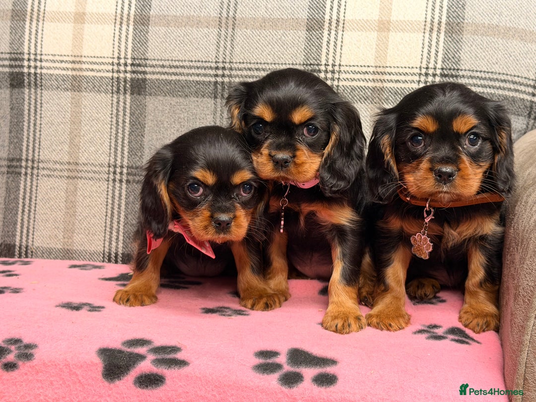 Cavalier King Charles Spaniel dogs for sale: 🐶 Beautiful Cavalier King Charles  Puppies 🐶 - Advert 2