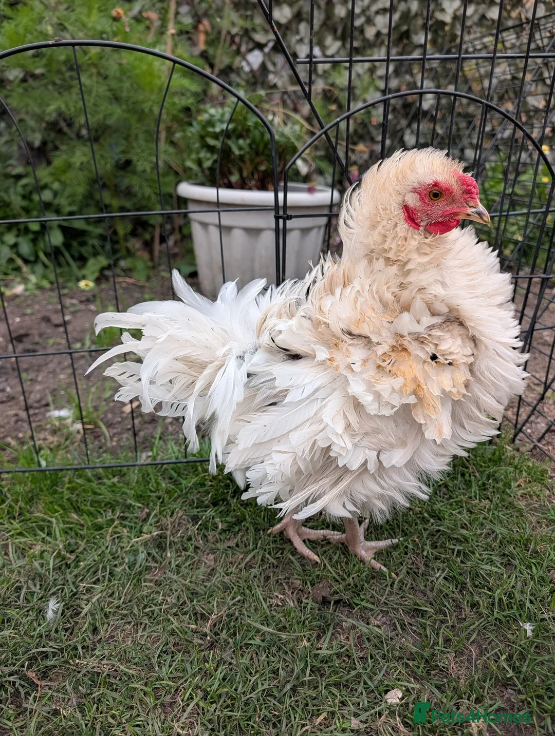 Chickens poultry for sale: Roosters need good home  - Advert 5