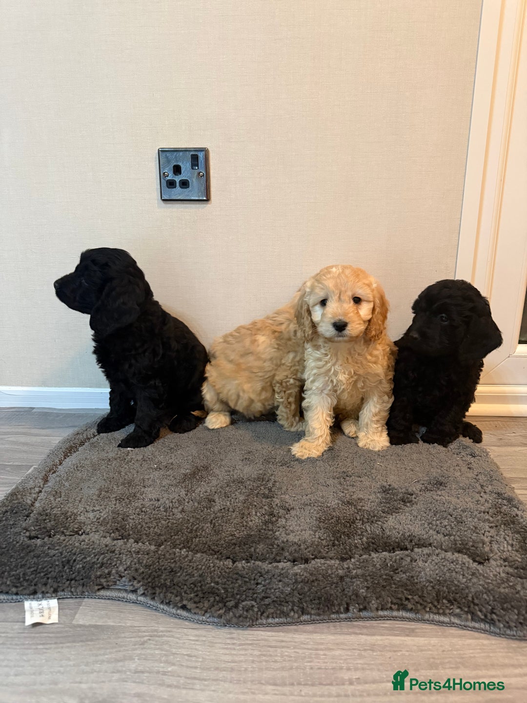 Cockapoo dogs for sale: Cockapoo puppies - Advert 10