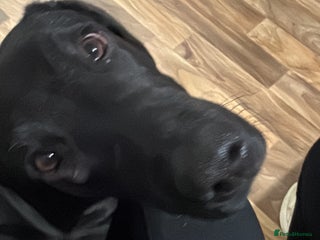 Labrador Retriever dogs 9 month old male Black Labrador - Advert 1