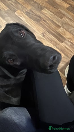 Labrador Retriever dogs 9 month old male Black Labrador - Advert 1