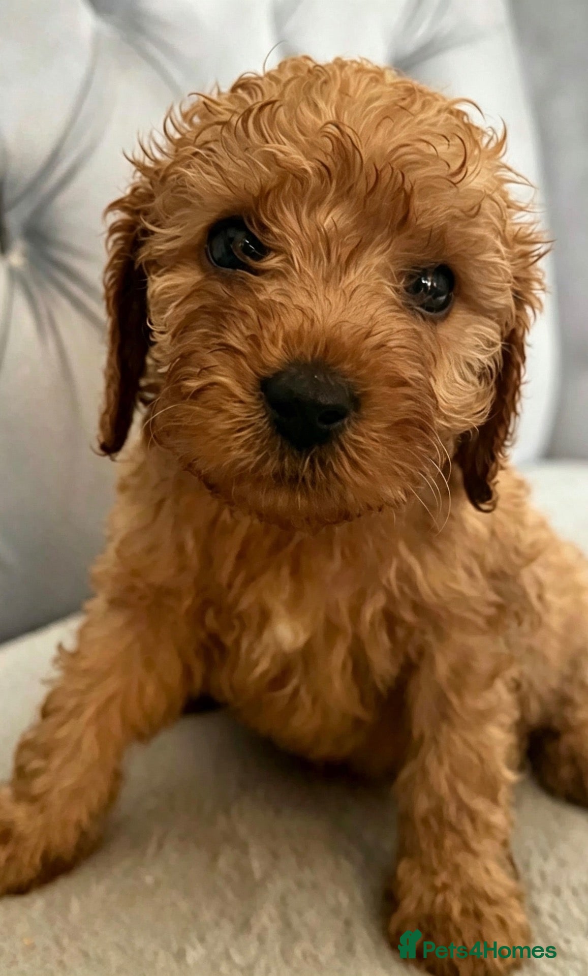 Cavapoo dogs ❤️ Beautiful F1B Cavapoo Puppies ❤️🐶 - Advert 11