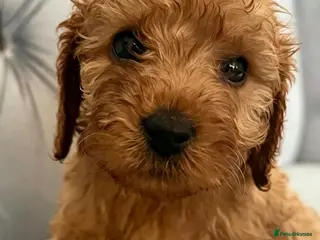 Cavapoo dogs ❤️ Beautiful F1B Cavapoo Puppies ❤️🐶 - Advert 11