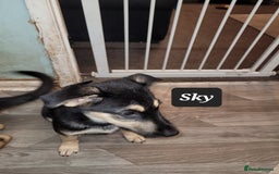 Shepsky dogs for sale: 5 adorable shepskys  - Image 10