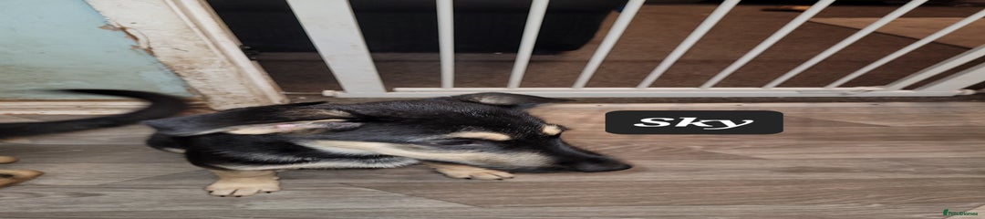 Shepsky Puppy 4