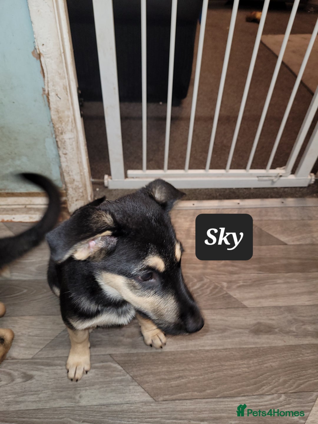 Shepsky dogs for sale: 5 adorable shepskys  - Image 10
