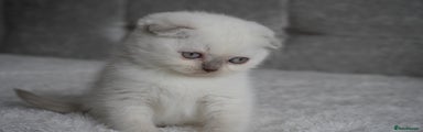 Scottish Fold Kitten 6