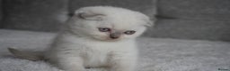 Scottish Fold cats for sale: ❣️Scottish Fold Kittens❣️ - Advert 16