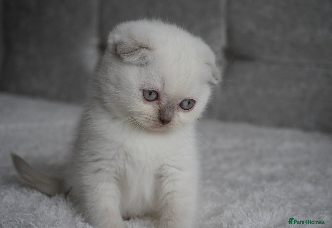 Scottish Fold cats for sale: ❣️Scottish Fold Kittens❣️ - Advert 16