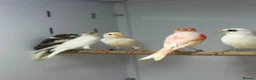 Canaries birds for sale: Harlequin canaries  - Advert 6