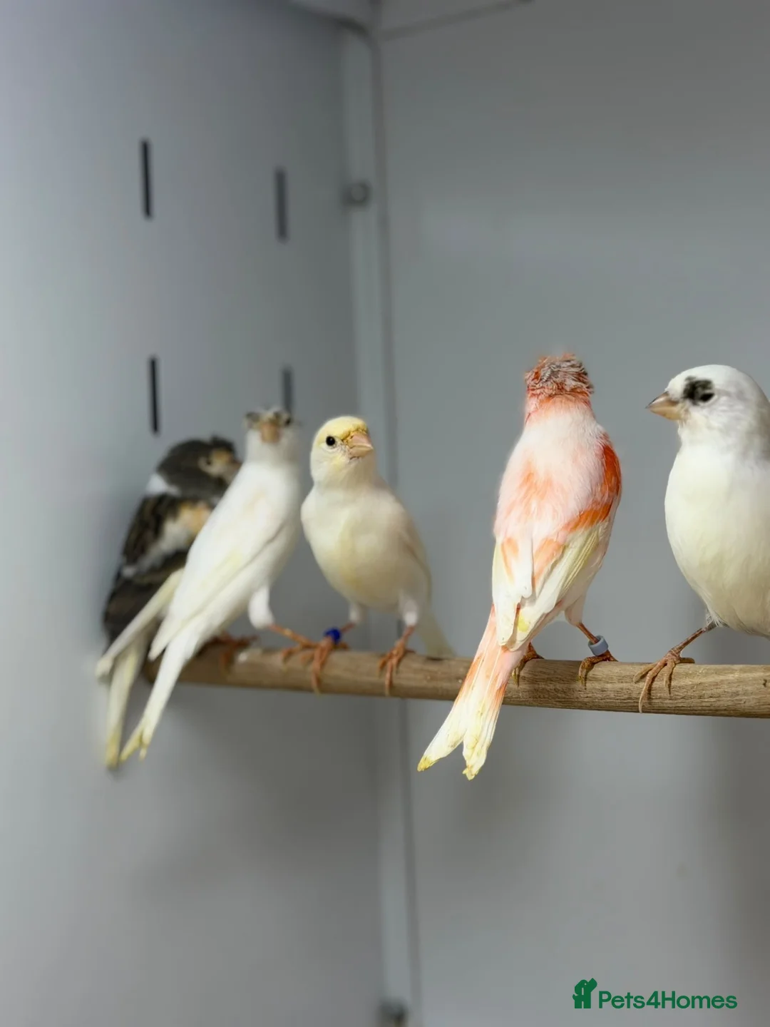 Canaries birds for sale: Harlequin canaries  - Advert 6