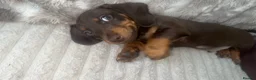 Dachshund dogs for sale: 2 Dachshund puppies left - Advert 5