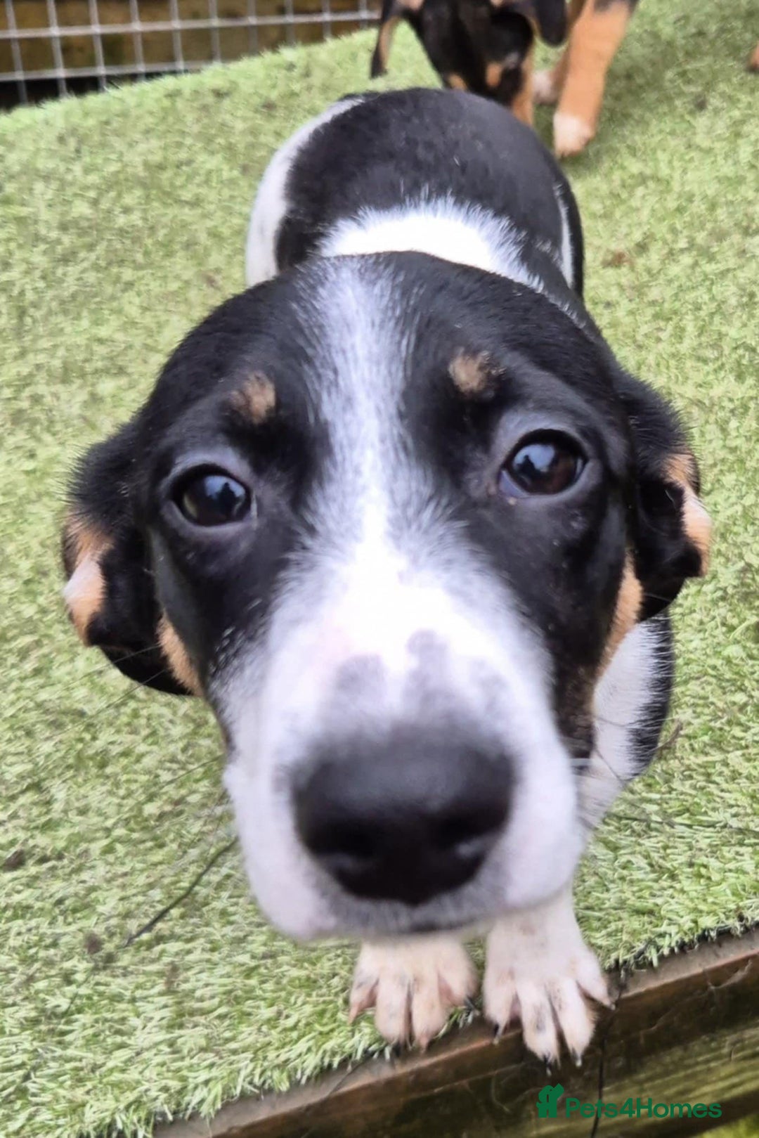 Mixed Breed dogs for adoption: Holly - In Ayr Looking for a home  - Advert 1