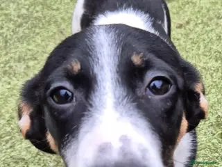 Mixed Breed dogs Holly - In Ayr Looking for a home - Advert 3