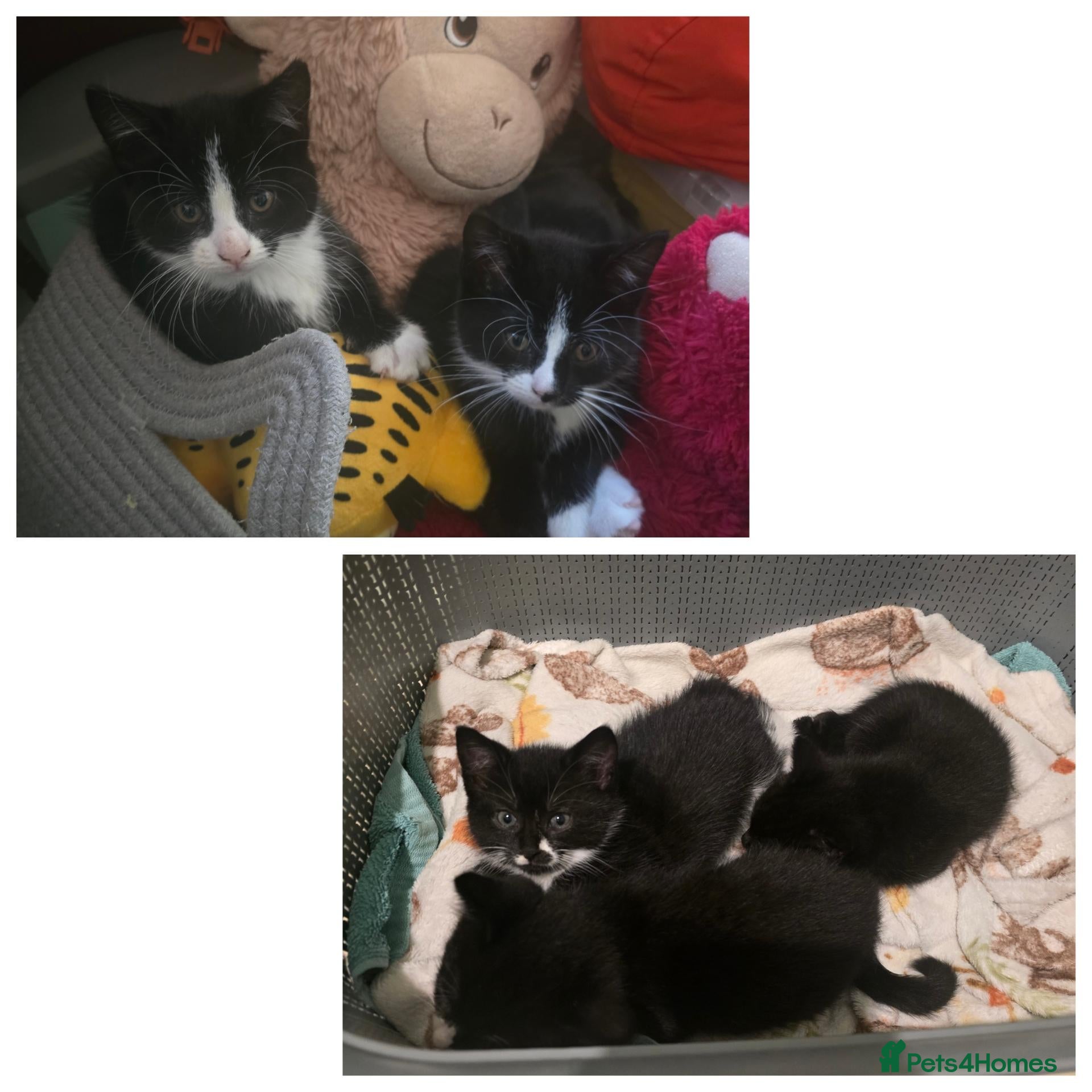 Mixed Breed cats 6 loving kittens looking for Forever homes  - Advert 2