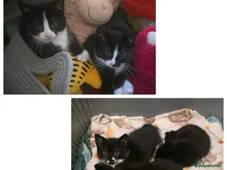 Mixed Breed cats 6 loving kittens looking for Forever homes - Advert 2