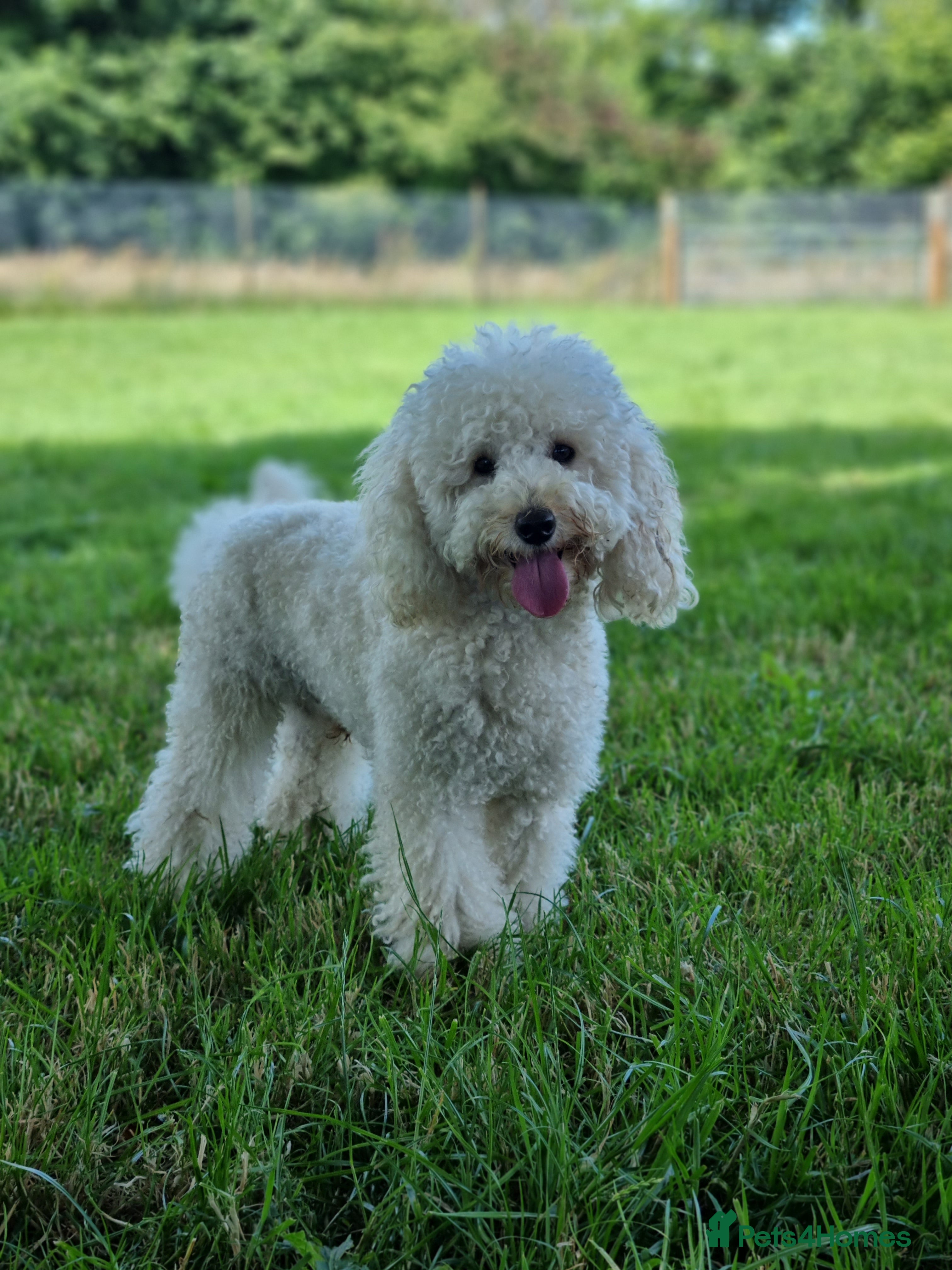 Miniature Poodle dogs Gorgeous miniature poodle  in Shepton Mallet - Advert 6