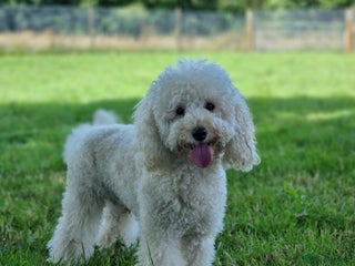 Miniature Poodle dogs in Shepton Mallet - Advert 10