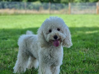 Miniature Poodle dogs Gorgeous miniature poodle in Shepton Mallet - Advert 21