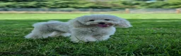 Miniature Poodle dogs for stud: Gorgeous miniature poodle  in Shepton Mallet - Advert 1