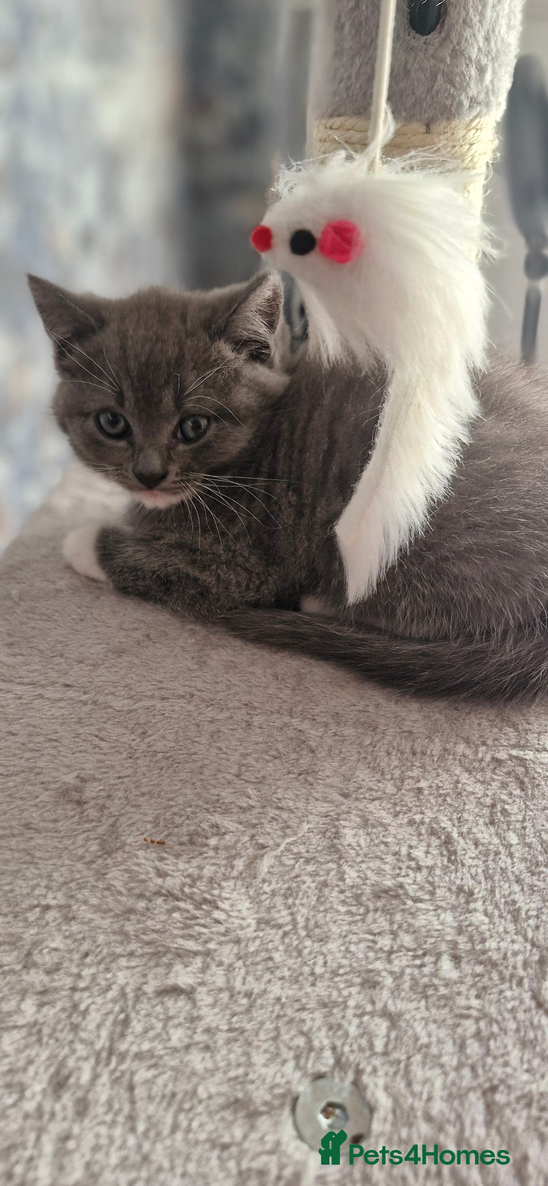 Persian cats for sale: Persian mixed breed  - Image 8