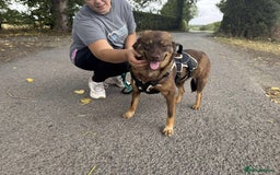 Mixed Breed dogs for adoption: Meet Heather, currently residing in Cheshire  - Image 10
