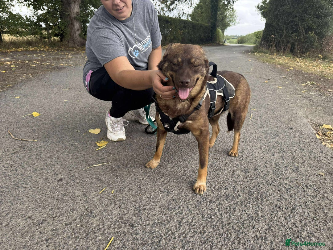 Mixed Breed dogs for adoption: Meet Heather, currently residing in Cheshire  - Image 10