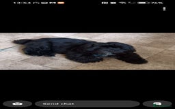 Shih Tzu dogs for sale: Male black shih zhu  - Image 2