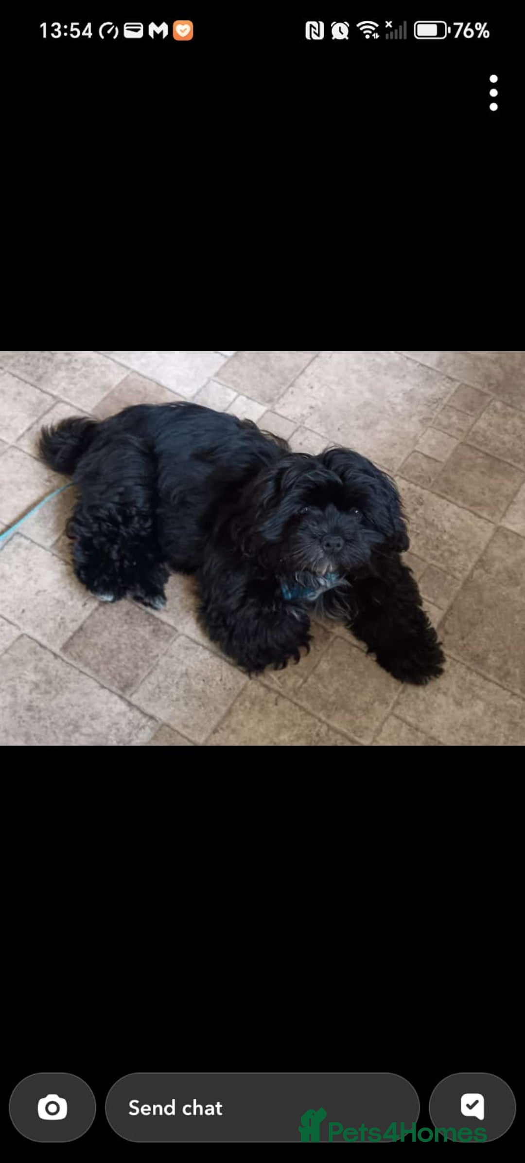 Shih Tzu dogs for sale: Male black shih zhu  - Image 2