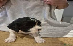 English Springer Spaniel dogs for sale: Springer pups - Image 2