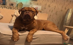 Dogue De Bordeaux dogs for stud: Proven KC Reg Dogue De Bordeaux in Newcastle upon Tyne - Image 7