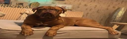 Dogue De Bordeaux dogs for stud: Proven KC Reg Dogue De Bordeaux in Newcastle upon Tyne - Advert 22