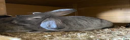 Mixed Breed rabbits for sale: two female rabbits in Henley-in-Arden - Advert 3