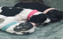 Shih Tzu dogs for sale: Shih tzu puppies  - Image 6