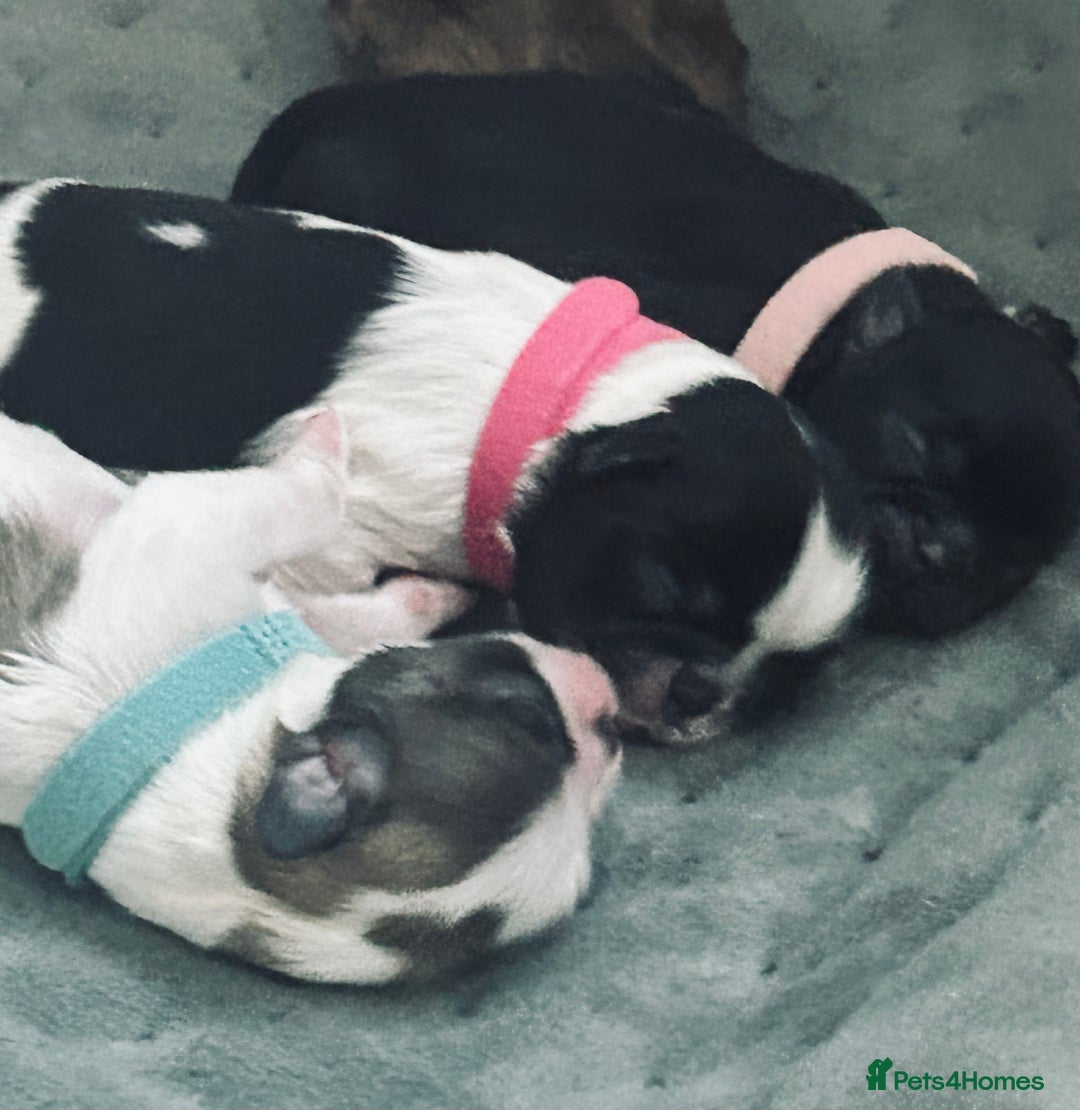 Shih Tzu dogs for sale: Shih tzu puppies  - Image 6