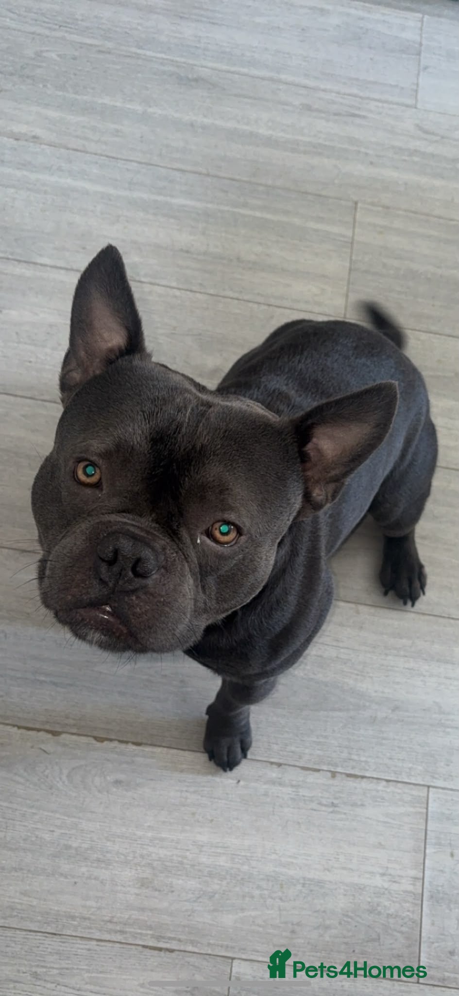 Shorty Bull dogs Pocket bully/ French bulldog - Advert 6