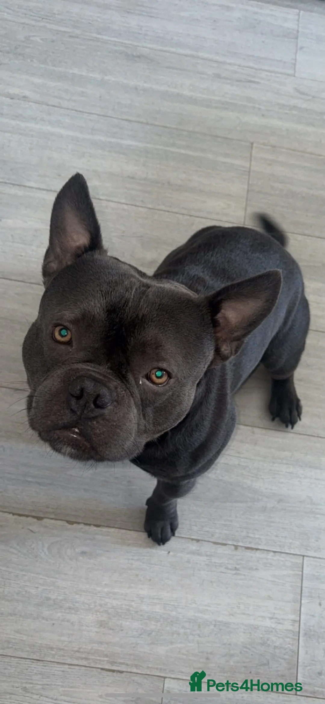 Shorty Bull dogs for stud: Pocket bully/ French bulldog in Paisley - Advert 1