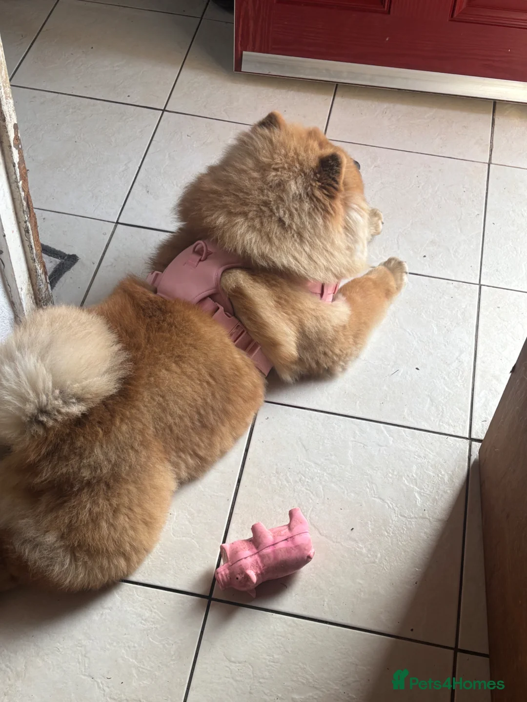 Chow Chow dogs for sale: Red chow chow female  - Advert 2