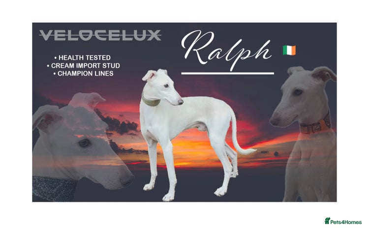 Italian Greyhound dogs - Advert 5